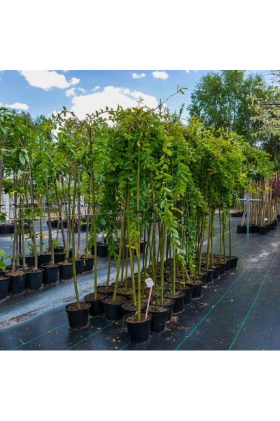 Верба цільнолиста Пендула Фонтейн на штамбі 